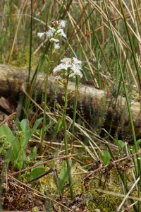 menyanthes trifoliata (4) (1200 x 800).jpg_product